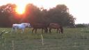 Dateiname=Siegaue_Sonnenuntergang-mit_Pferden_IMG_20180822_195642.jpg
Dateigröße=1008KB
Abmessungen: 4096x2304
hinzugefügt am: 22. Dezember 2019 Siegaue_Sonnenuntergang-mit_Pferden_IMG_20180822_195642.jpg